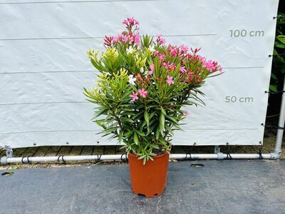 Nerium Oleander - Weiß/Rosa ca. 100 cm