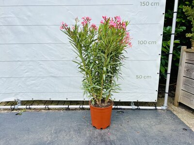 Nerium Oleander - Rosa ca. 120 cm