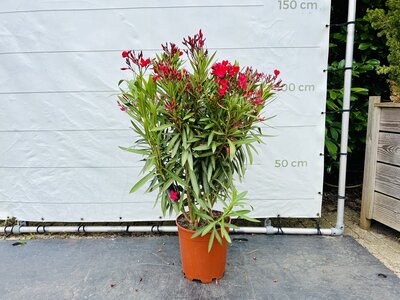 Nerium Oleander - Rot ca. 120 cm
