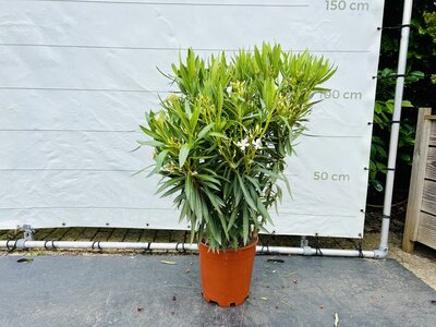 Nerium Oleander - Weiß ca. 120 cm