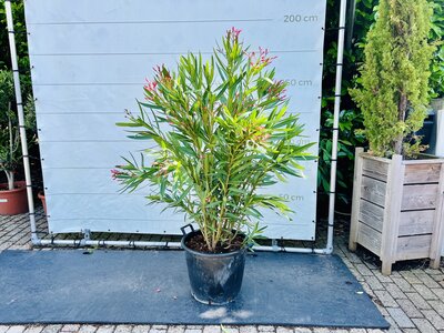 Nerium Oleander - Rosa ca. 160 cm 