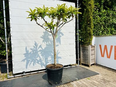 Japanischen Wollmispel - Eriobotrya Japonica - 220cm 