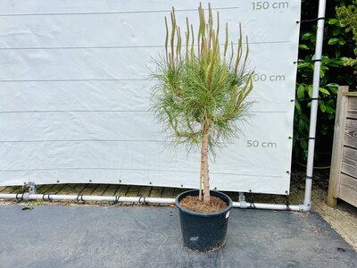 Pinus Pinea - Pinienbaum ca. 120 cm