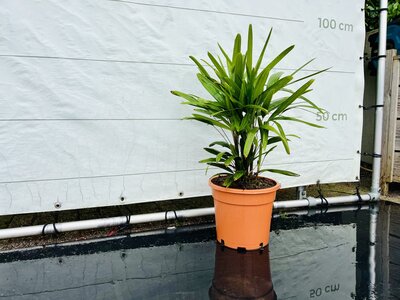Rhapis Excelsa - ca. 80 cm