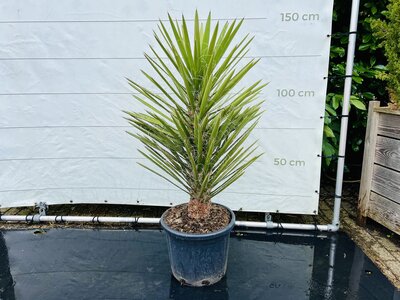 Yucca Filifera - ca. 150 cm