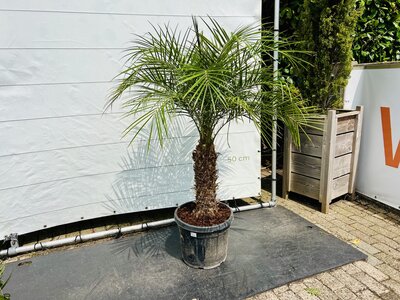 Phoenix Roebelenii - ca. 160 cm
