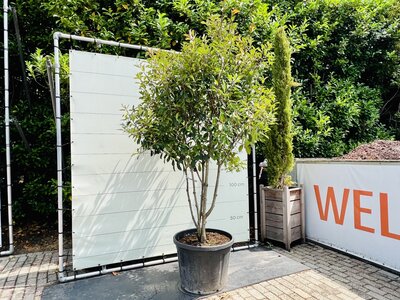 Photinia - Mehrstämmig