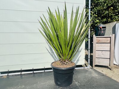 Yucca Faxoniana - ca. 140 cm
