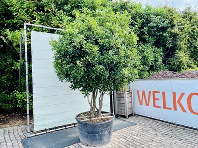 Osmanthus aquifolium - Stechpalme 