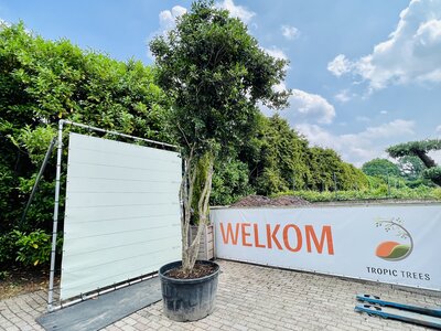 Osmanthus aquifolium - Stechpalme 