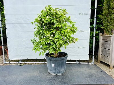 Zitrusbaum - Grapefruitbaum ca. 150 cm