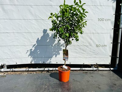 Zitrusbaum - Calamondin ca. 110 cm