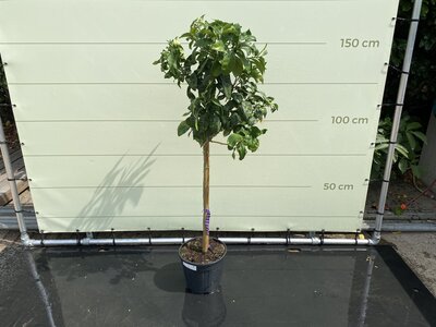 Zitrusbaum - Grapefruit