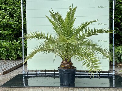 Palme - Phoenix Canariensis