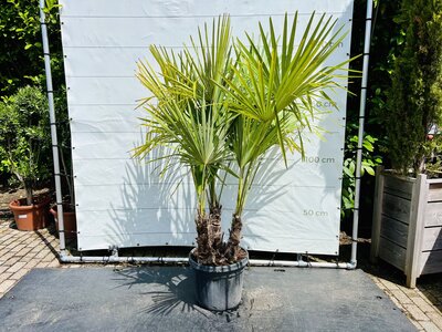 Trachycarpus Fortunei - Chinesische Hanfpalme ca. 170 cm