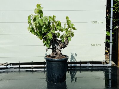 Weinrebe - auf altem Stamm ca. 120 cm