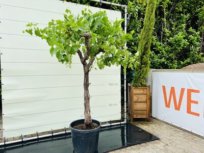 Weinrebe - auf altem Stamm ca. 220 cm