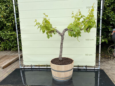 Weinrebe im hölzernen Weinfass - Traube auf altem Stamm 160 cm Weinrebe im hölzernen Weinfass - Traube auf altem Stamm 160 cm