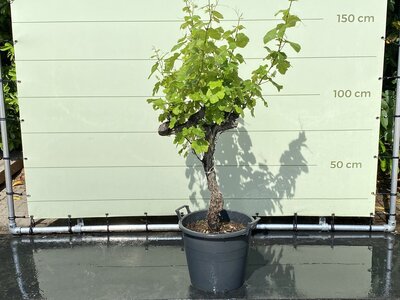 Weinrebe - auf altem Stamm ca. 110 cm