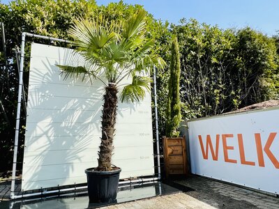 Trachycarpus Fortunei - Stammhöhe 140 cm