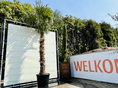 Trachycarpus Fortunei - Stammhöhe 160 cm