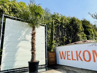 Trachycarpus Fortunei - Stammhöhe 180 cm