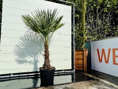 Trachycarpus Fortunei - Stammhöhe 70 cm