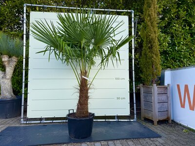 Trachycarpus Fortunei - Stammhöhe 90 cm