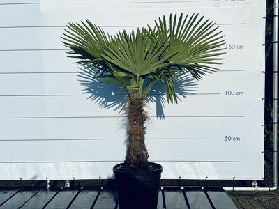 Trachycarpus Fortunei - Stammhöhe 60 cm