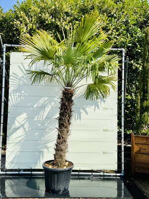 Trachycarpus Fortunei - Stammhöhe 150 cm