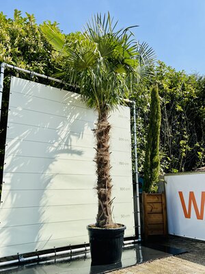 Trachycarpus Fortunei - Stammhöhe 190 cm