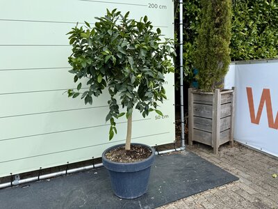 Zitrusbaum - Limettenbaum im Dekotopf