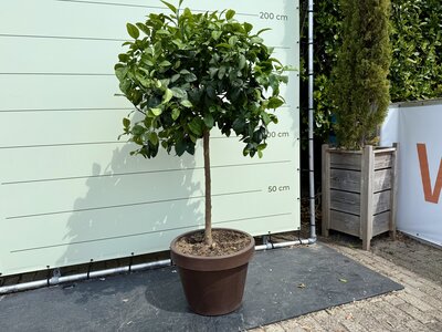 Zitrusbaum - Orangenbaum im Dekotopf