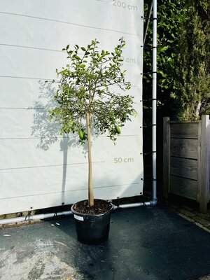 Zitrusbaum - Limettenkaviar