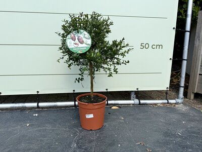 Zitrusbaum - Limettenkaviar ca. 70 cm