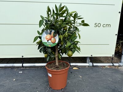 Zitrusbaum - Kucle ca. 70 cm