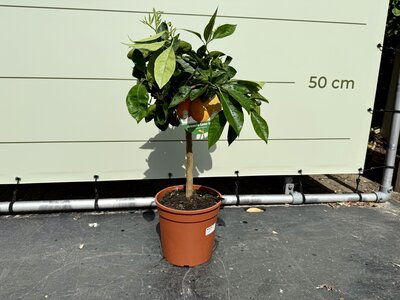 Zitrusbaum - Orangenbaum ca. 70 cm