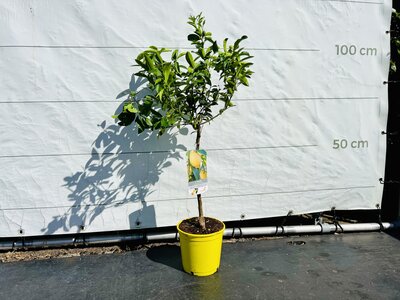 Zitrusbaum - Limequat ca. 50 cm