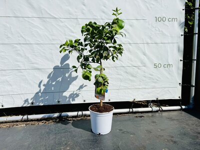 Zitrusbaum - Grapefruit