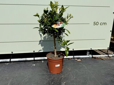 Zitrusbaum - Mandarinenbaum ca. 70 cm