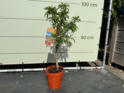 Obstbaum - Pfirsich ca. 90 cm