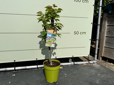 Obstbaum - Birne ca. 80 cm