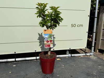 Obstbaum - Kirschbaum ca. 80 cm