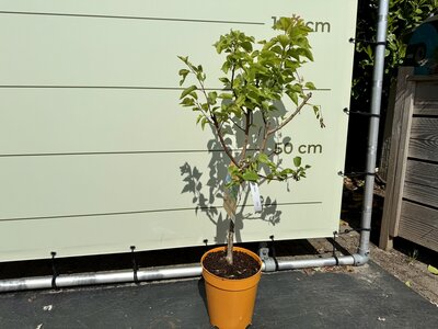 Obstbaum - Aprikosenbaum ca. 100 cm