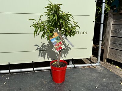 Obstbaum - Nektarine ca. 80 cm
