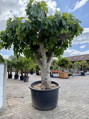 Feigenbaum - Ficus Carica ca. 250 cm
