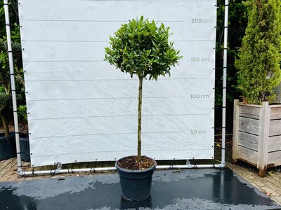 Lorbeer - auf Stamm - Höhe 200 cm