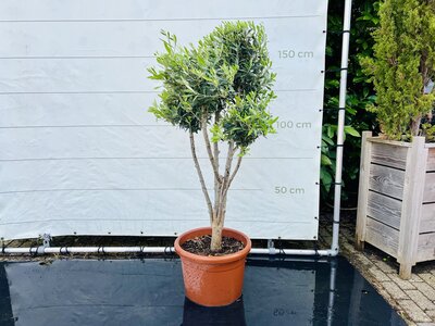 Olivenbaum Olea Europaea - Mehrere Kugelformen ca. 160 cm