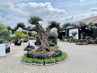 Olivenbaum Pon Pon - Olea Europaea