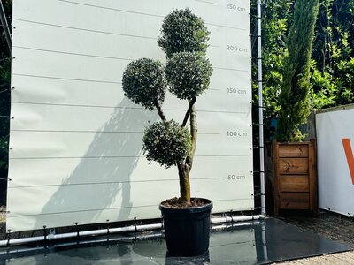 Olivenbaum Olea Europaea - Mehrere Kugelformen